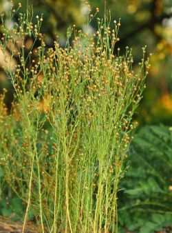 家里阳光不足怎么养花，选对植物种类，掌握养护技巧