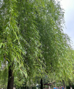 家里阳光不足怎么养花，选对植物种类，掌握养护技巧