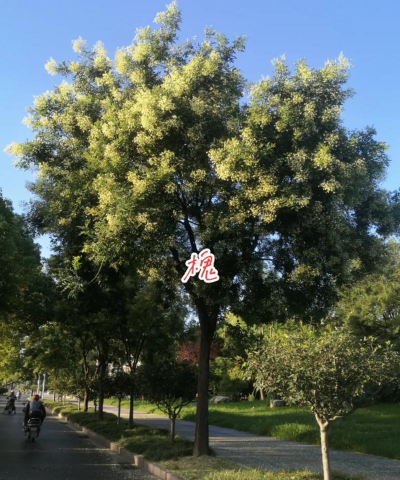 家里阳光不足怎么养花，选对植物种类，掌握养护技巧