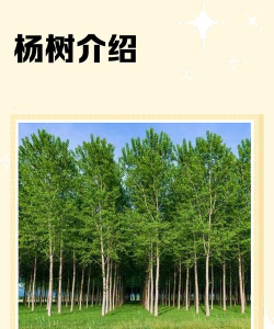 家里阳光不足怎么养花，选对植物种类，掌握养护技巧