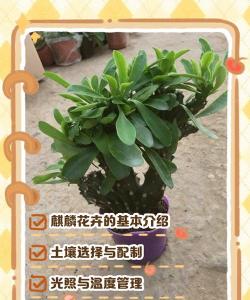 家里阳光不足怎么养花，选对植物种类，掌握养护技巧