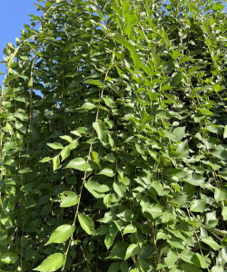 家里阳光不足怎么养花，选对植物种类，掌握养护技巧