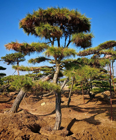 家里阳光不足怎么养花，选对植物种类，掌握养护技巧