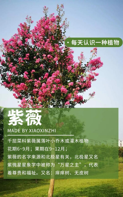 家里阳光不足怎么养花，选对植物种类，掌握养护技巧
