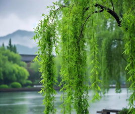 家里阳光不足怎么养花，选对植物种类，掌握养护技巧