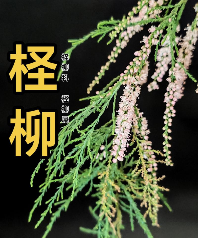 家里阳光不足怎么养花，选对植物种类，掌握养护技巧