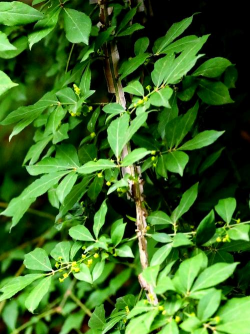 家里阳光不足怎么养花，选对植物种类，掌握养护技巧