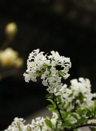 家里阳光不足怎么养花，选对植物种类，掌握养护技巧