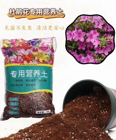 家里阳光不足怎么养花，选对植物种类，掌握养护技巧