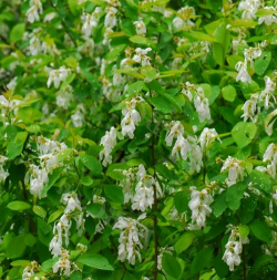 家里阳光不足怎么养花，选对植物种类，掌握养护技巧