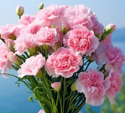 家里阳光不足怎么养花，选对植物种类，掌握养护技巧