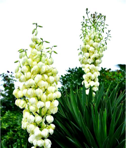 家里阳光不足怎么养花，选对植物种类，掌握养护技巧