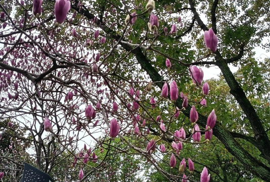 家里阳光不足怎么养花，选对植物种类，掌握养护技巧