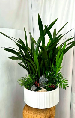 家里阳光不足怎么养花，选对植物种类，掌握养护技巧