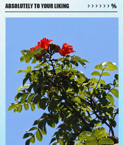 家里阳光不足怎么养花，选对植物种类，掌握养护技巧