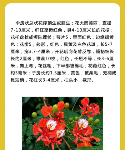 家里阳光不足怎么养花，选对植物种类，掌握养护技巧