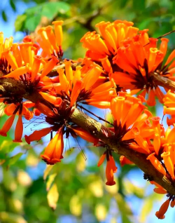 家里阳光不足怎么养花，选对植物种类，掌握养护技巧