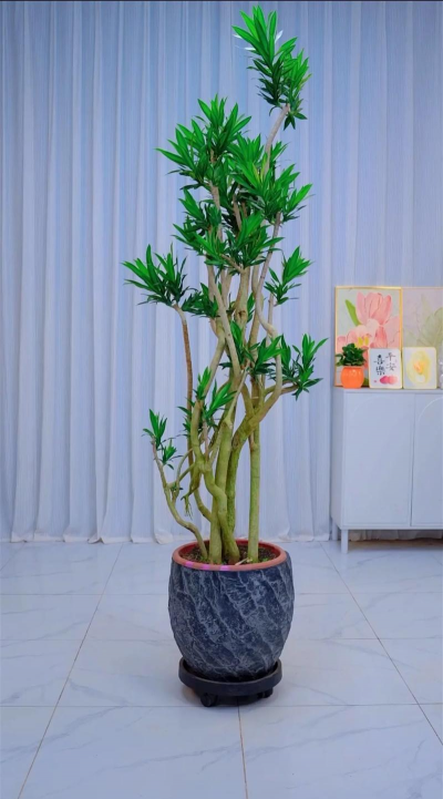 家里阳光不足怎么养花，选对植物种类，掌握养护技巧