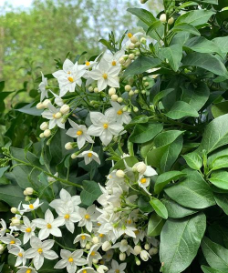 家里阳光不足怎么养花，选对植物种类，掌握养护技巧