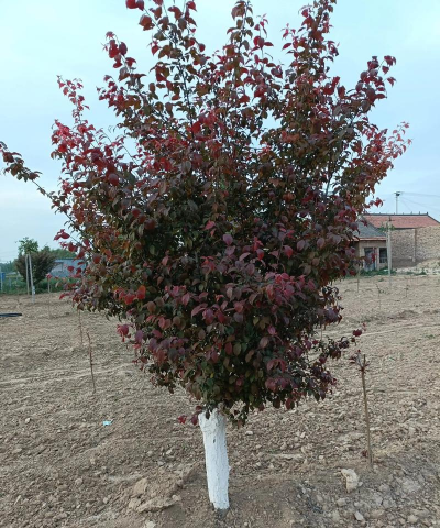 家里阳光不足怎么养花，选对植物种类，掌握养护技巧