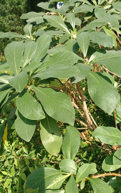 家里阳光不足怎么养花，选对植物种类，掌握养护技巧