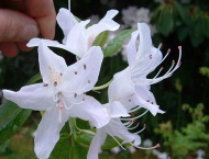 小众送妈妈的花有哪些花