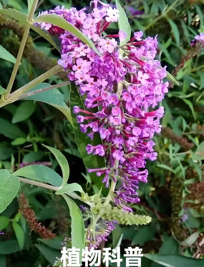 家里阳光不足怎么养花，选对植物种类，掌握养护技巧