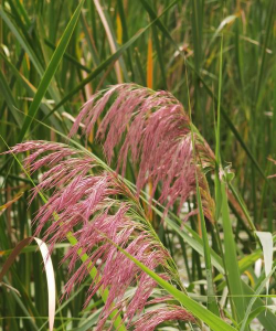家里阳光不足怎么养花，选对植物种类，掌握养护技巧