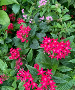 家里阳光不足怎么养花，选对植物种类，掌握养护技巧