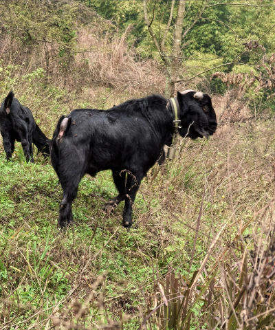 家里阳光不足怎么养花，选对植物种类，掌握养护技巧