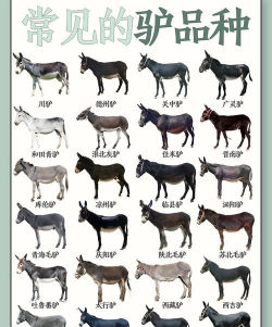 家里阳光不足怎么养花，选对植物种类，掌握养护技巧