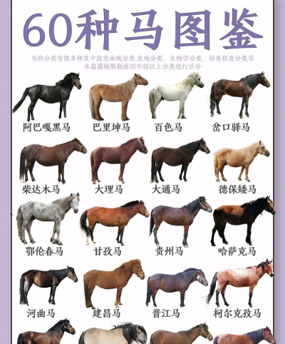 家里阳光不足怎么养花，选对植物种类，掌握养护技巧