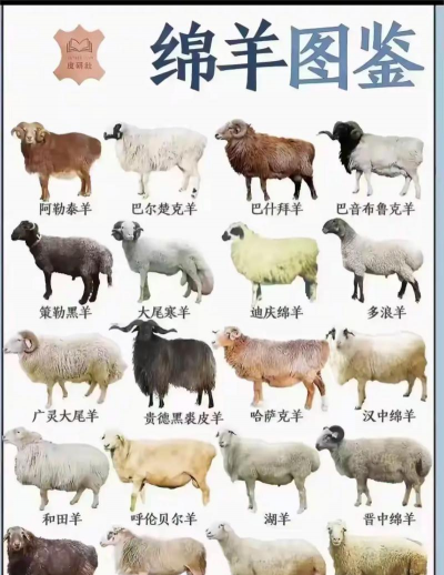 家里阳光不足怎么养花，选对植物种类，掌握养护技巧