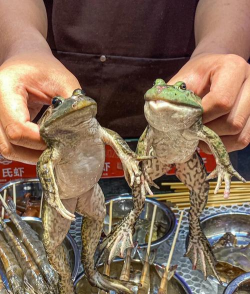 家里阳光不足怎么养花，选对植物种类，掌握养护技巧