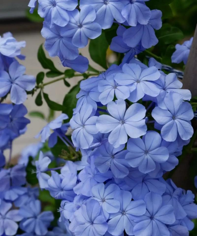 家里阳光不足怎么养花，选对植物种类，掌握养护技巧