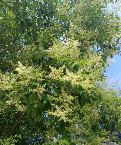 家里阳光不足怎么养花，选对植物种类，掌握养护技巧