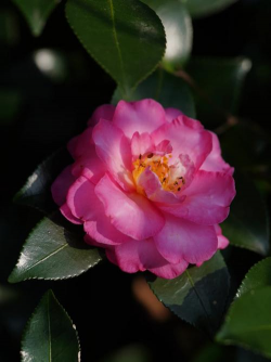 家里阳光不足怎么养花，选对植物种类，掌握养护技巧