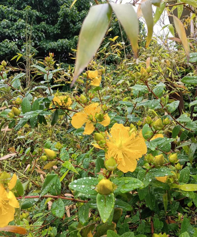 家里阳光不足怎么养花，选对植物种类，掌握养护技巧