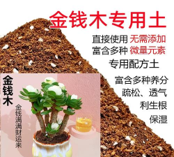 家里阳光不足怎么养花，选对植物种类，掌握养护技巧