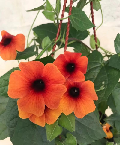 家里阳光不足怎么养花，选对植物种类，掌握养护技巧