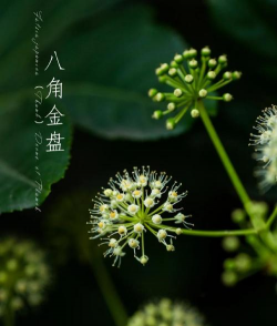 家里阳光不足怎么养花，选对植物种类，掌握养护技巧