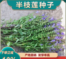 家里阳光不足怎么养花，选对植物种类，掌握养护技巧