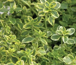 家里阳光不足怎么养花，选对植物种类，掌握养护技巧