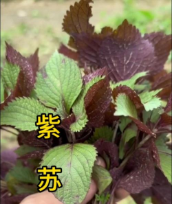 家里阳光不足怎么养花，选对植物种类，掌握养护技巧