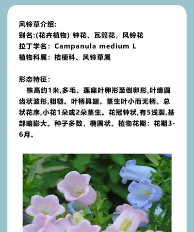 家里阳光不足怎么养花，选对植物种类，掌握养护技巧