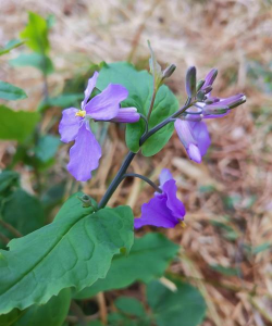 家里阳光不足怎么养花，选对植物种类，掌握养护技巧