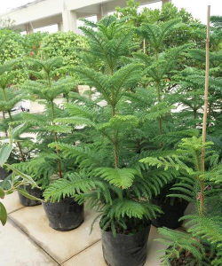 家里阳光不足怎么养花，选对植物种类，掌握养护技巧