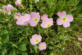 家里阳光不足怎么养花，选对植物种类，掌握养护技巧