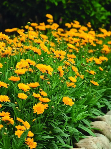 家里阳光不足怎么养花，选对植物种类，掌握养护技巧