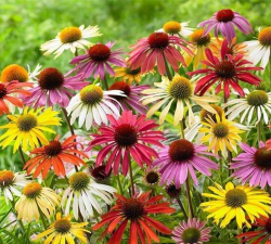 家里阳光不足怎么养花，选对植物种类，掌握养护技巧